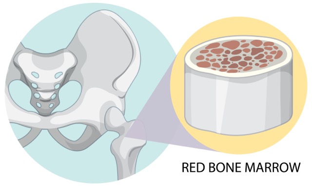 Red bone marrow